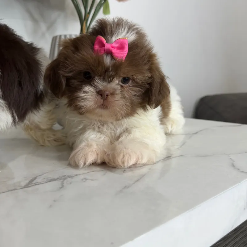 Shih Tzu - Female - 1