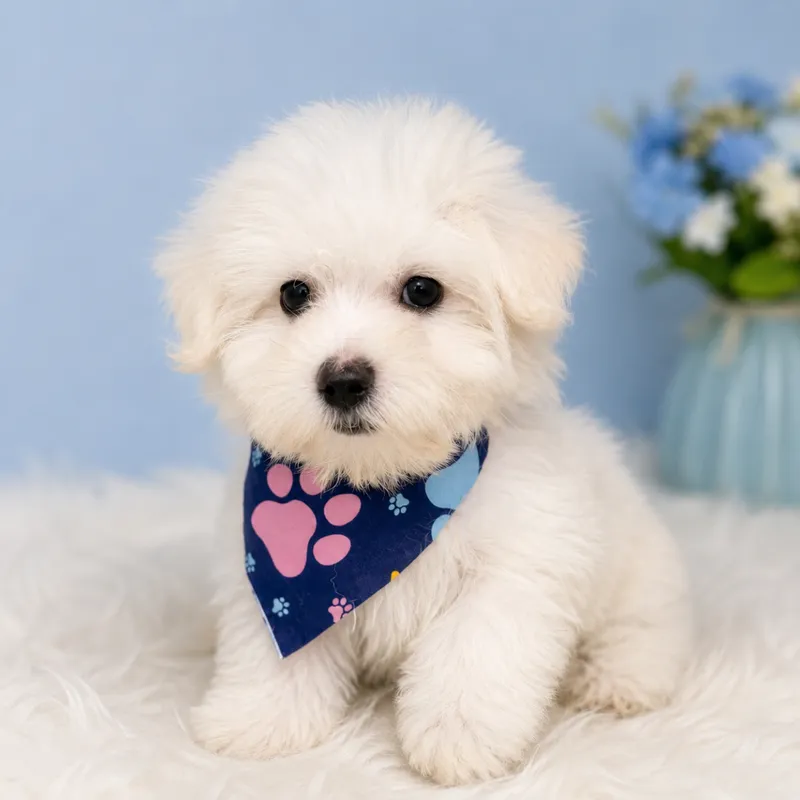 Maltese - 1