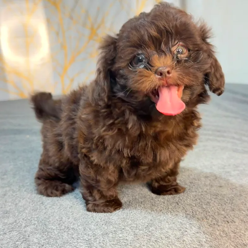 Shipoo - Male - 1