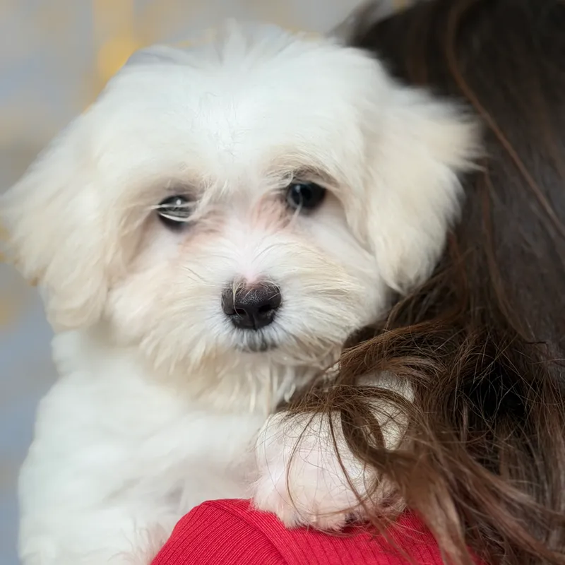 Maltese - Male - 1