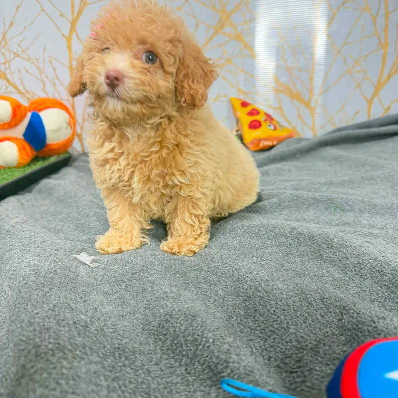 Poodle - Female - 1