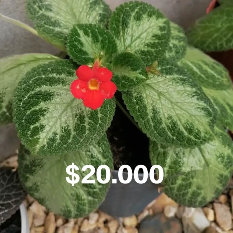 Episcia