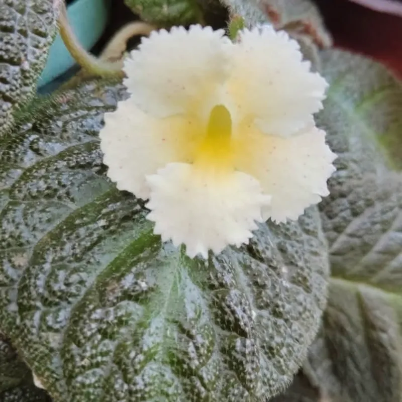 Episcias  Estrella De BeléN