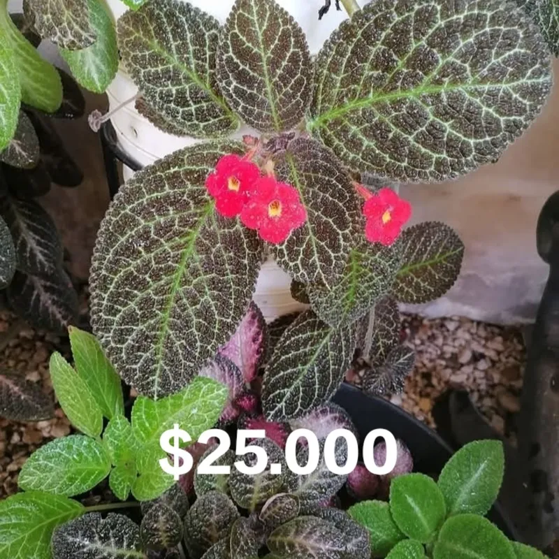 Episcia