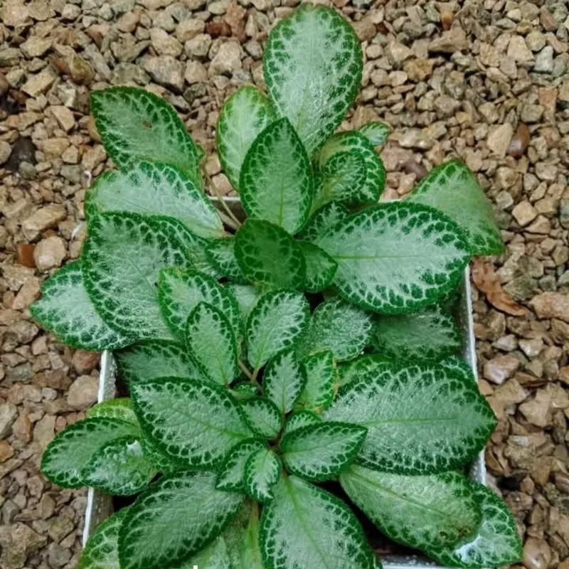 Episcias