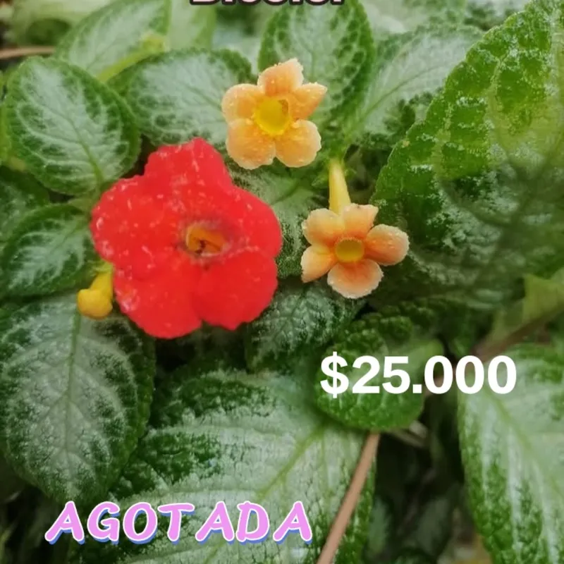 Episcias