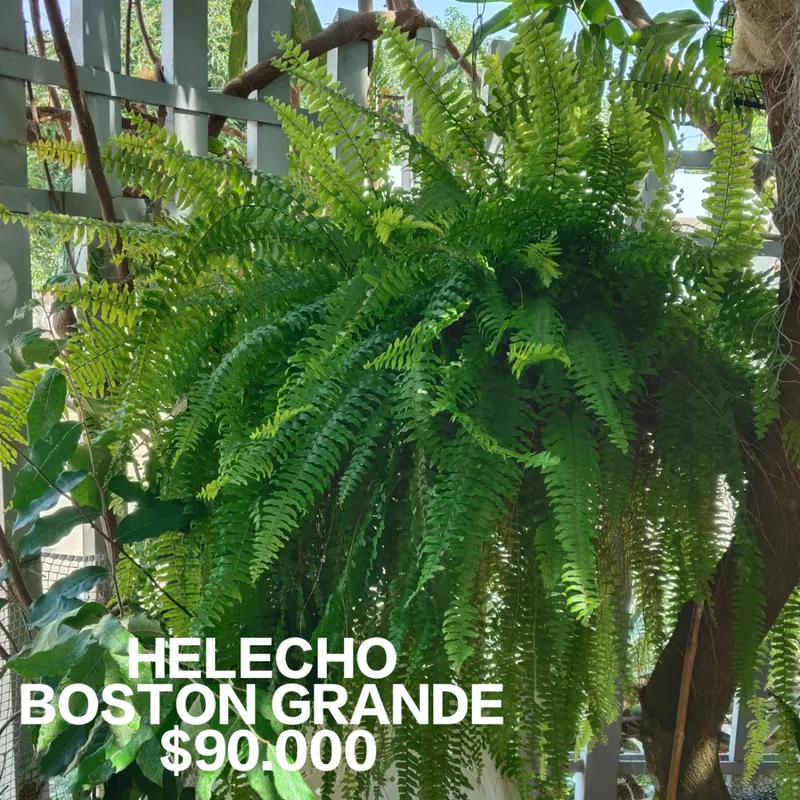 Helecho Boston Grande