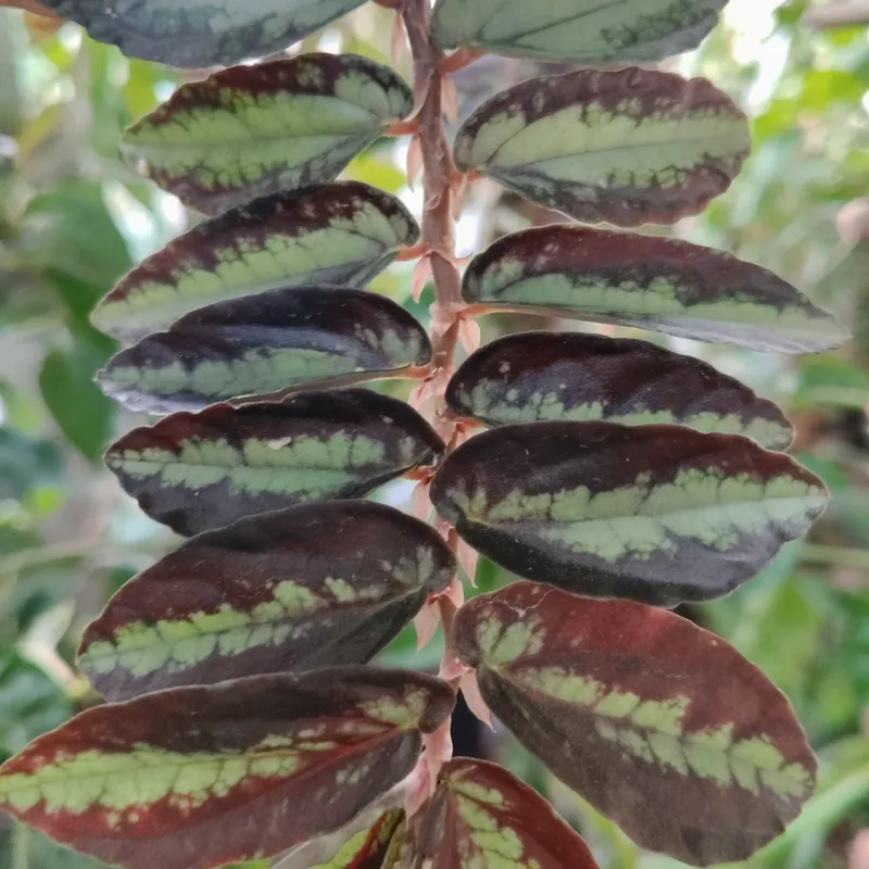 Hoya