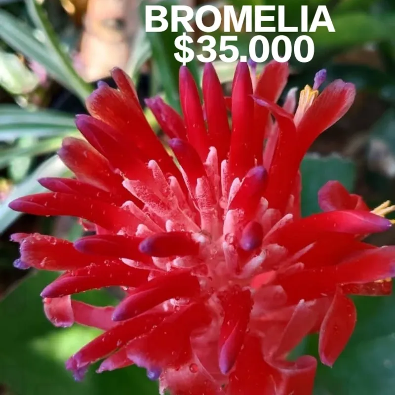 Bromelias