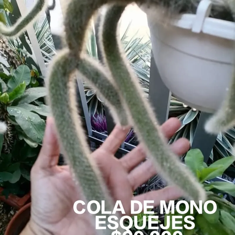 Cola De Mono