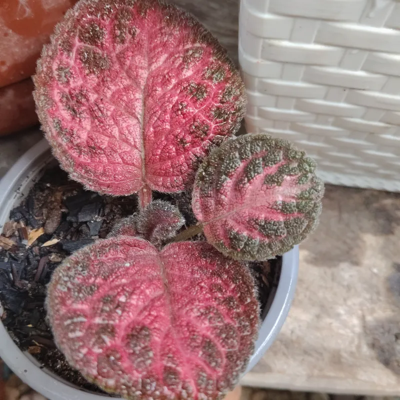 Episcia Strawberry Mist