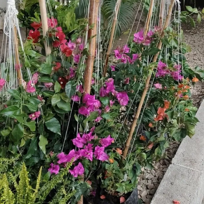 Veraneras