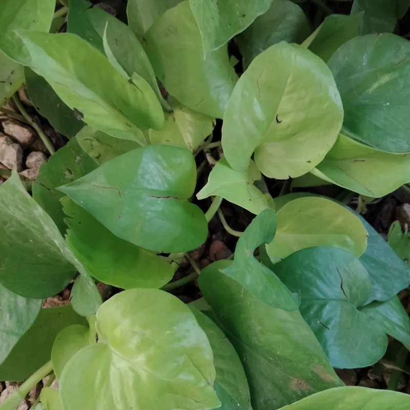 Plantas De Interior
