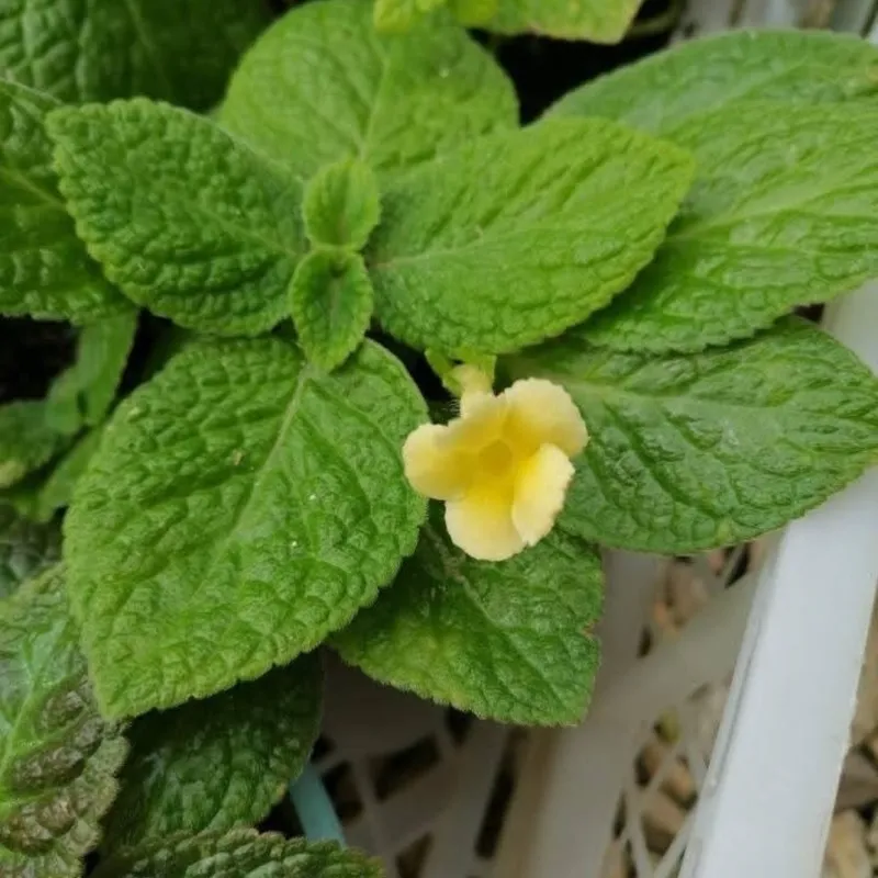 Episcia