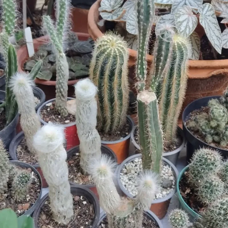 Cactus Variado