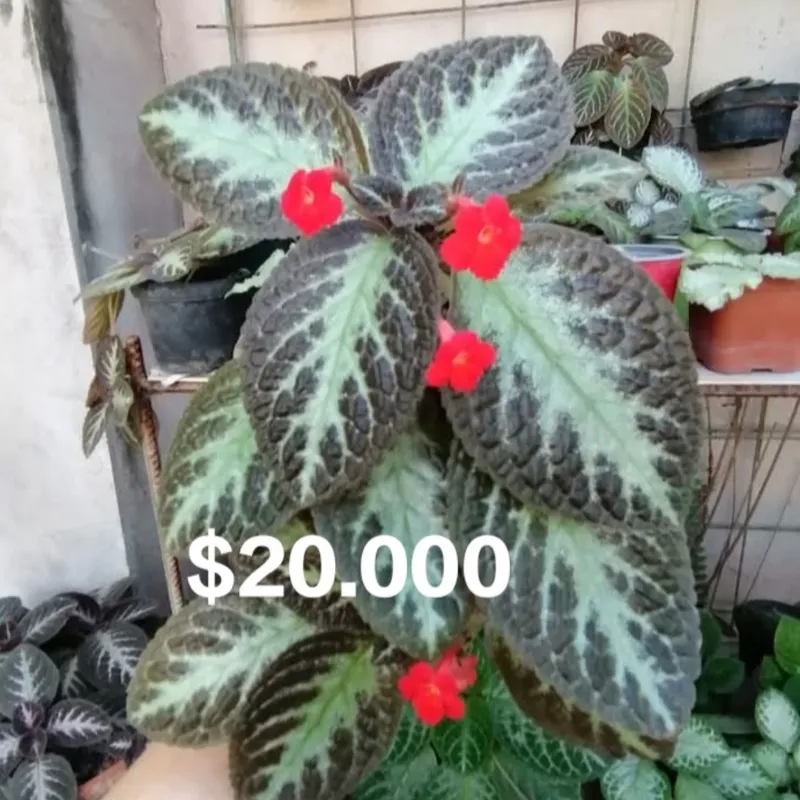 Episcia