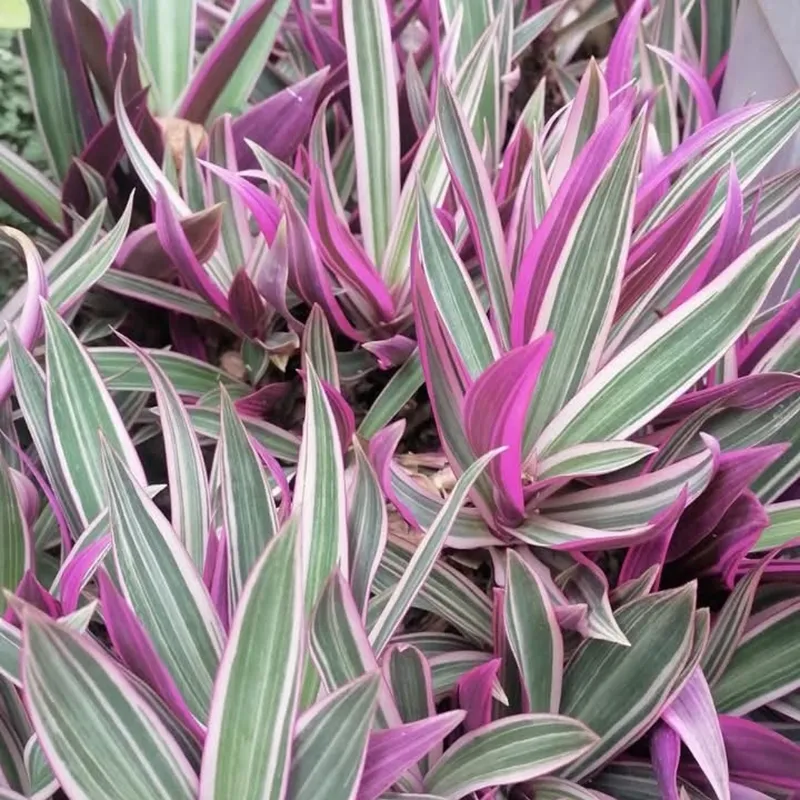 Roheho Rosado