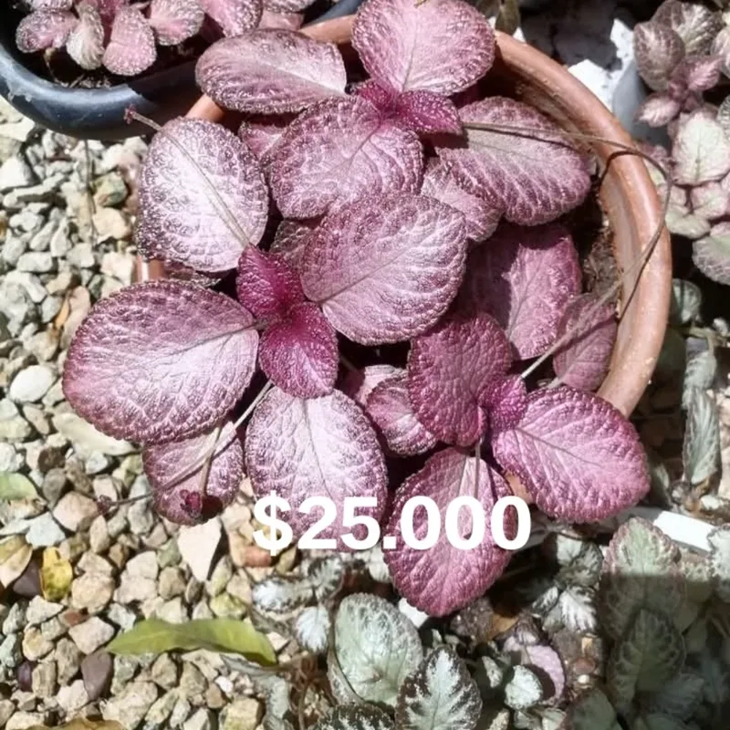 Episcia