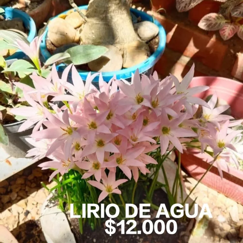 Lirio De Lluvia