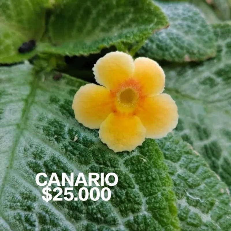Episcias