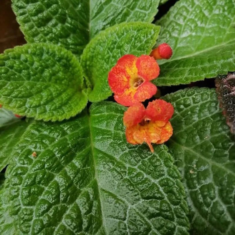 Episcias