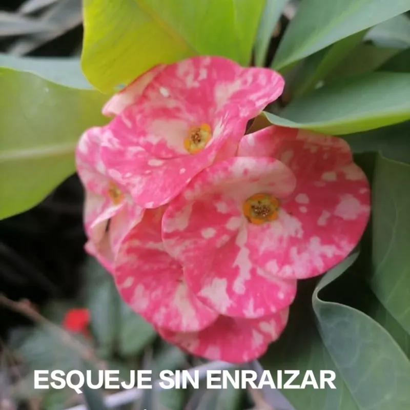 Coronas De Cristo Flor Jumbo