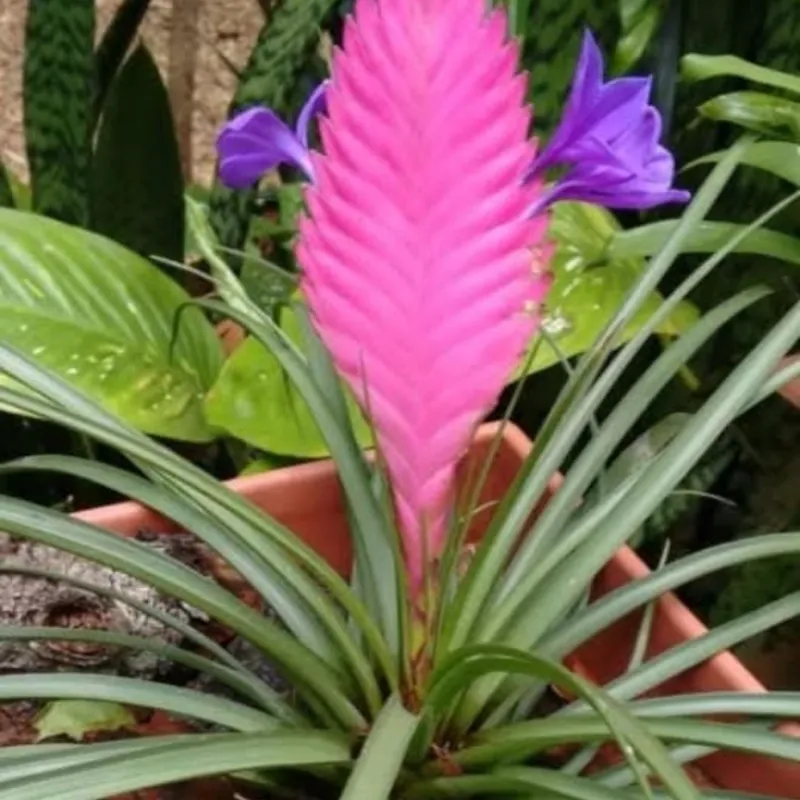 Bromelias