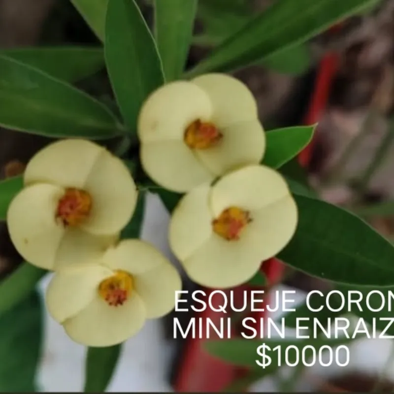 Corona De Cristo Mini