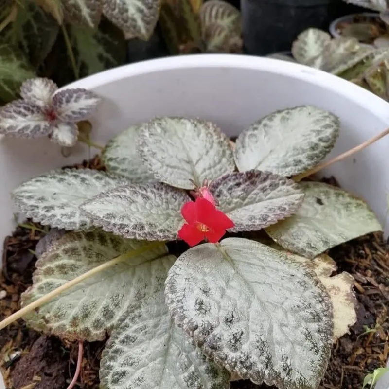 Episcia