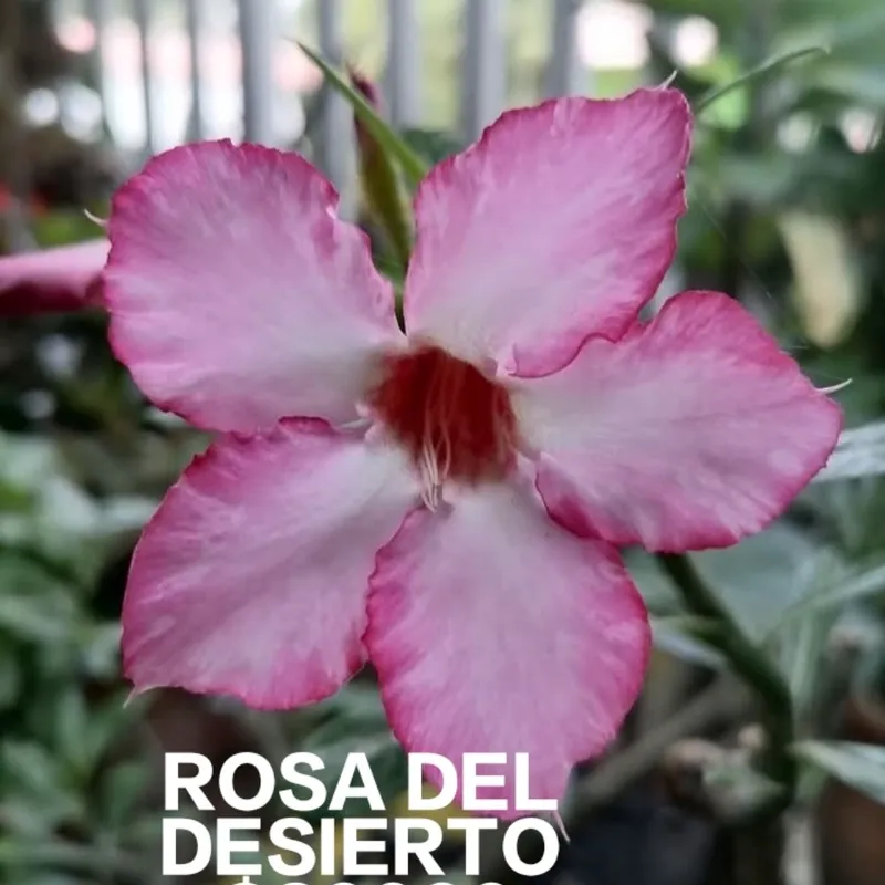 Rosa Del Desierto
