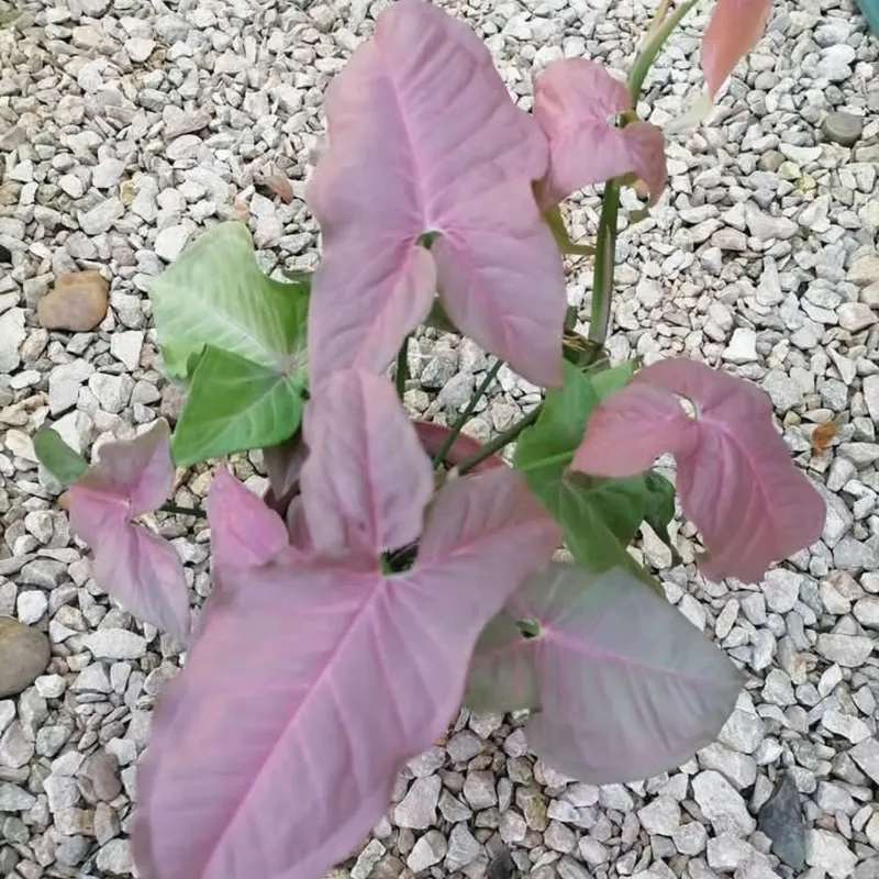 Singonio Rosado