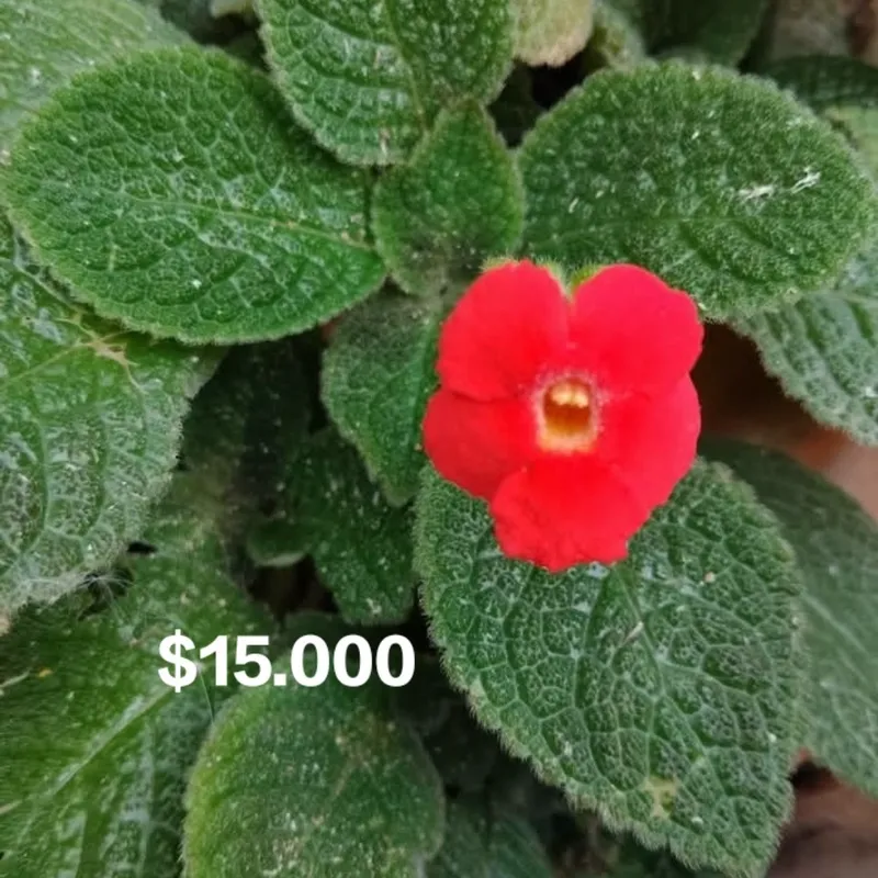 Episcia