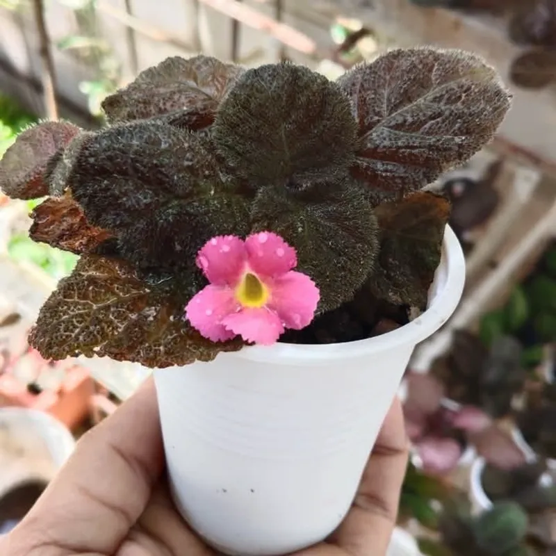 Episcia Estrella De BeléN