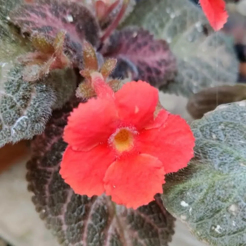 Episcia Flor SalmóN