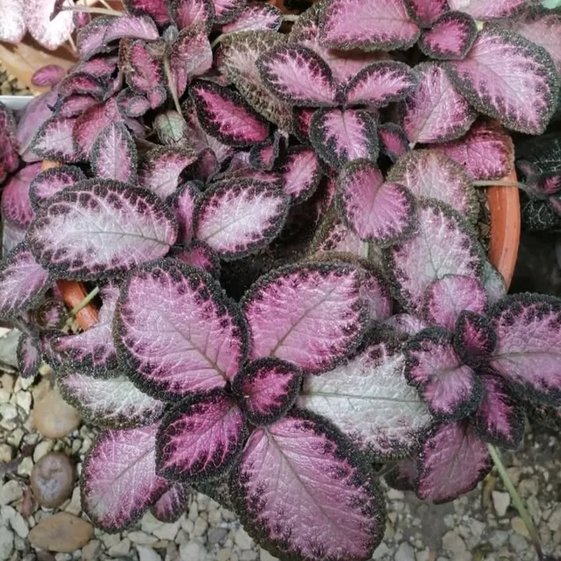 Episcia