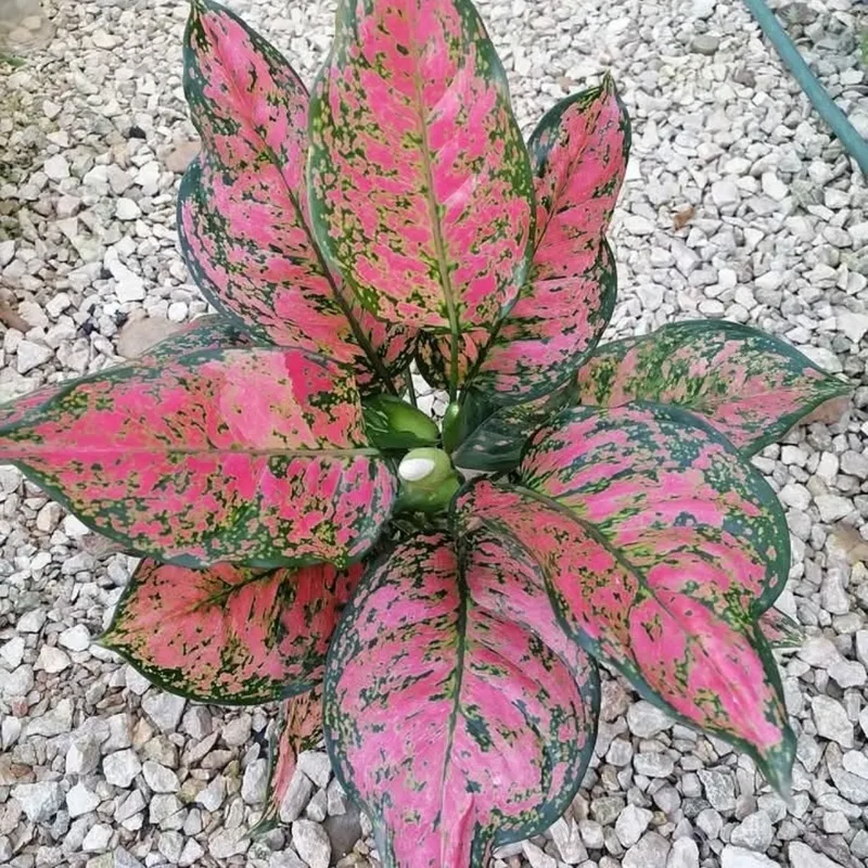 Aglaonema