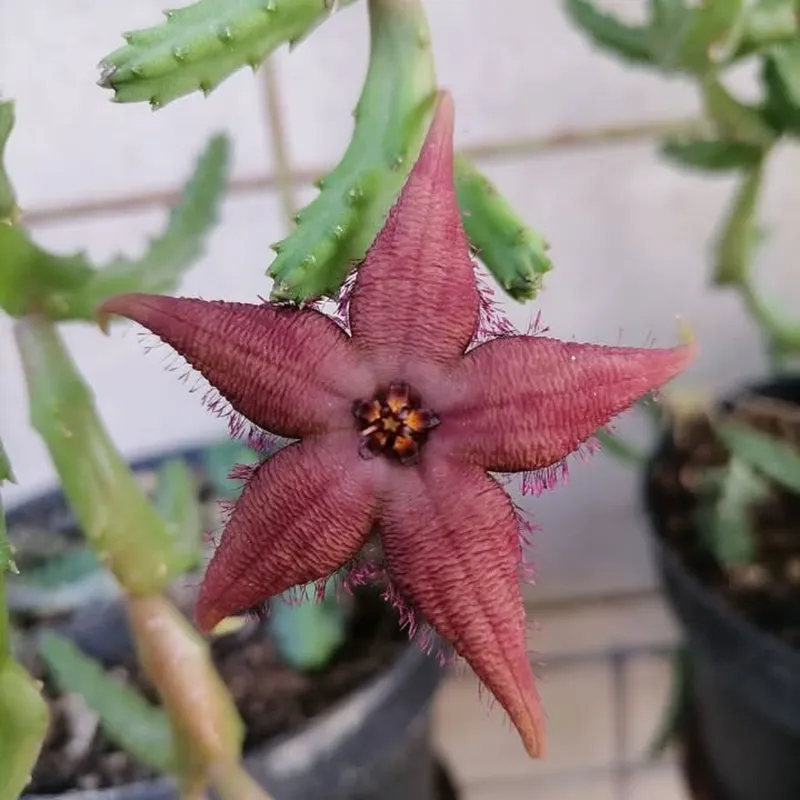 Stapelia