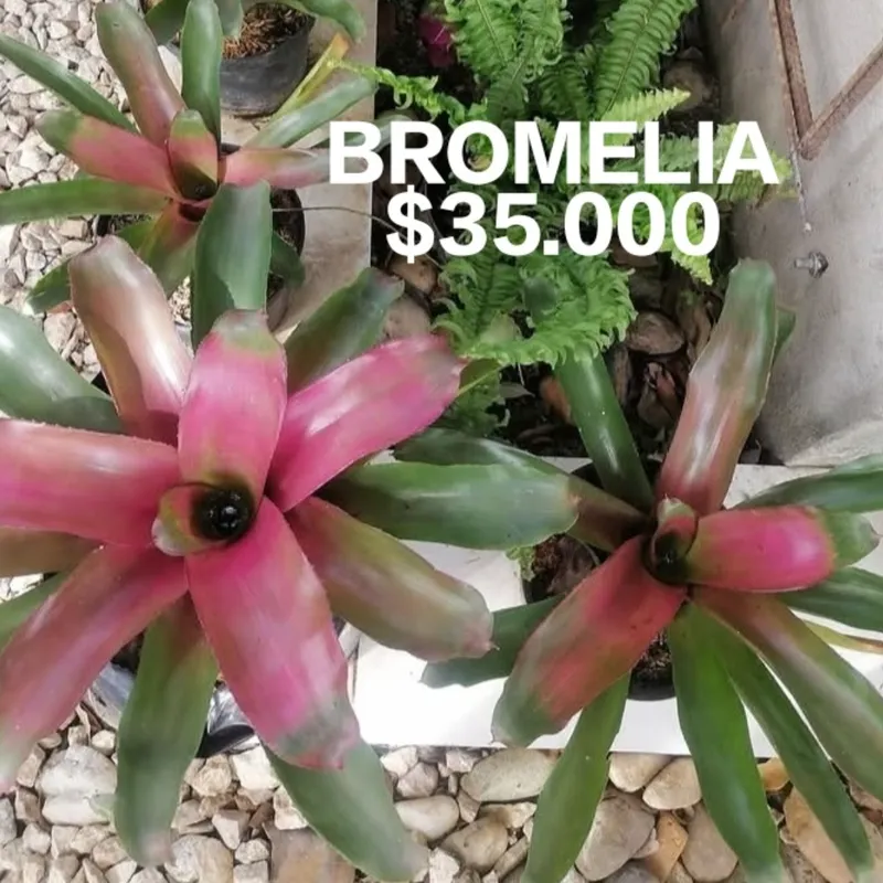 Bromelias