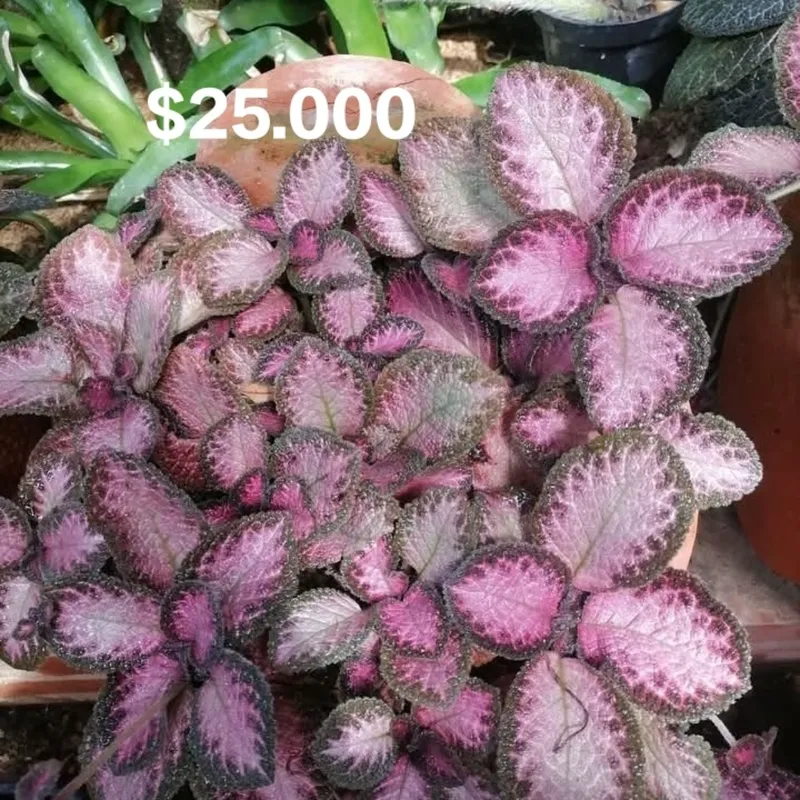 Episcia