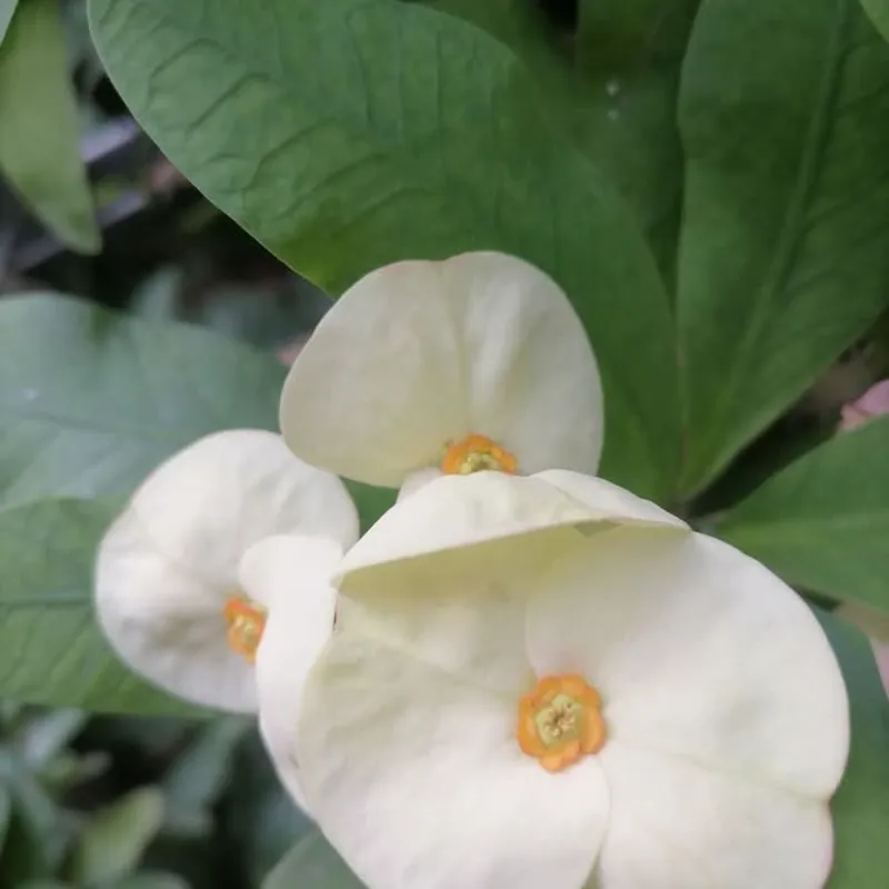Corona De Cristo Flor Jumbo