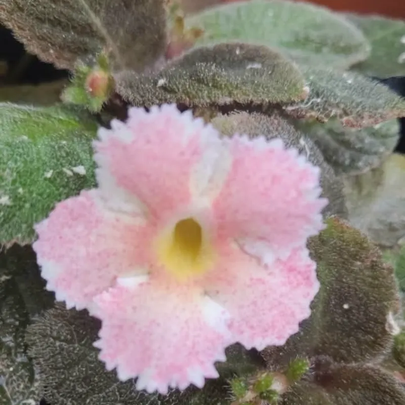 Episcias