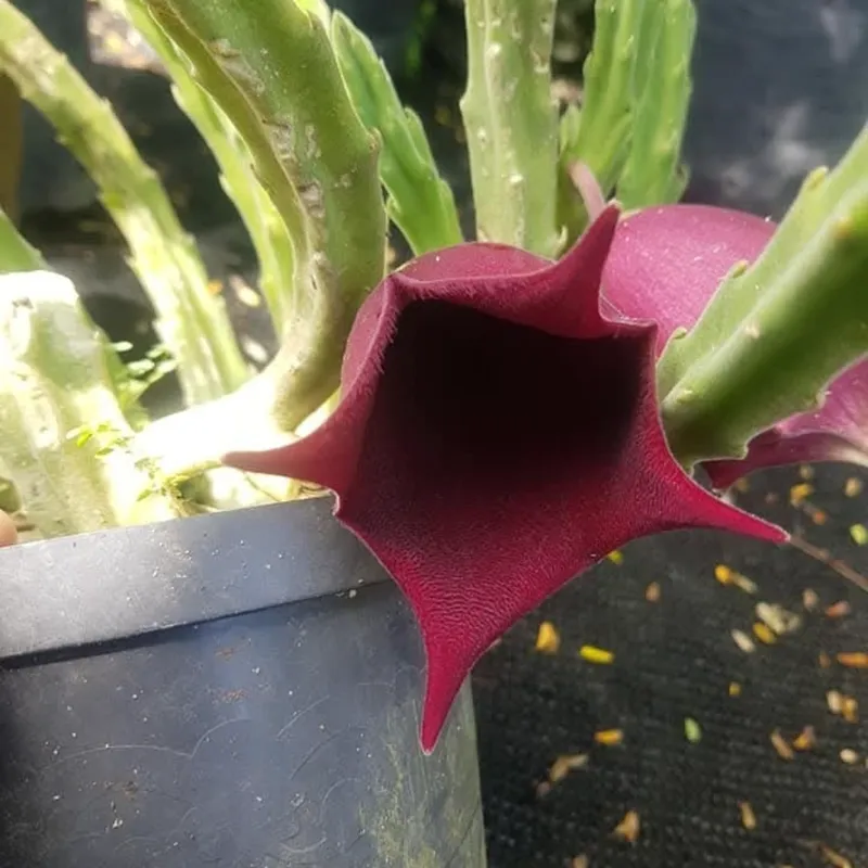 Cactus Varios