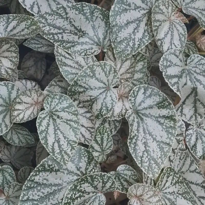 Begonia Silver