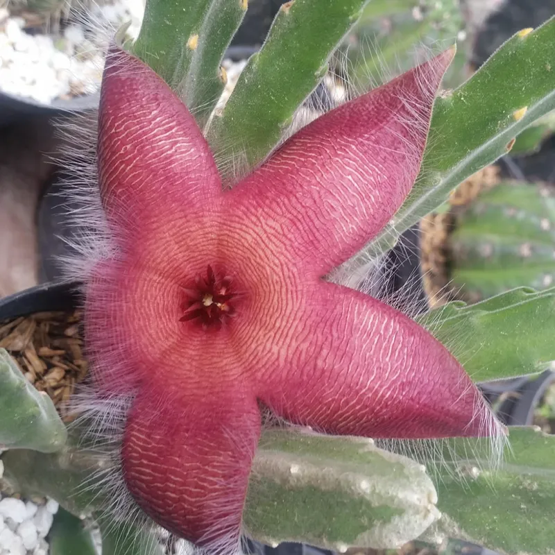 Stapelia Estrella