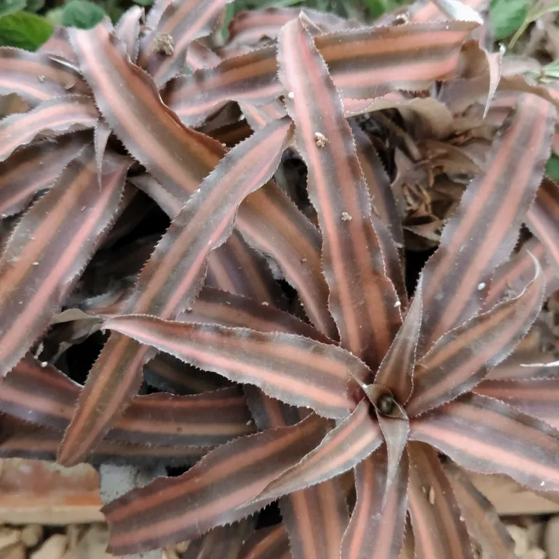 Bromelias
