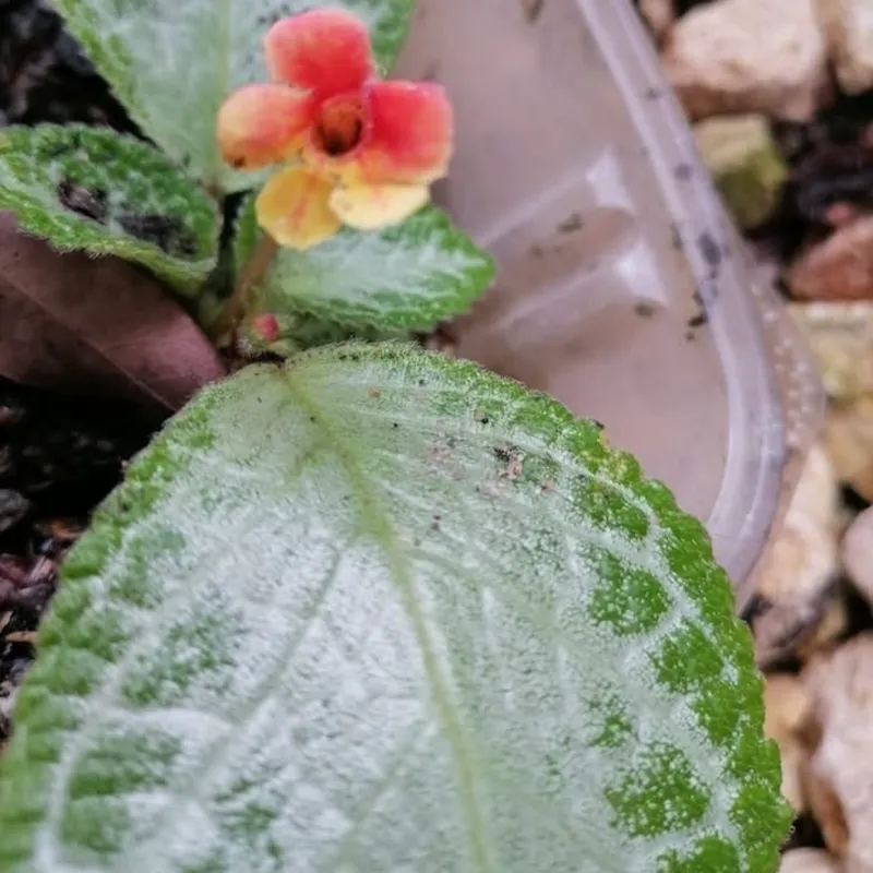 Episcia Matizada