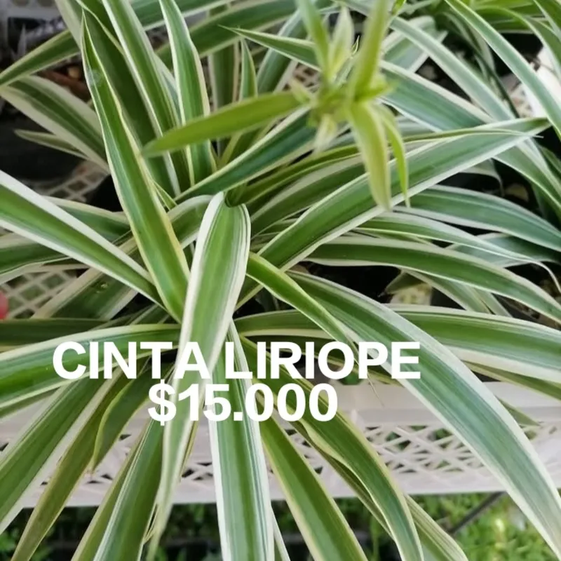 Cinta Liriope