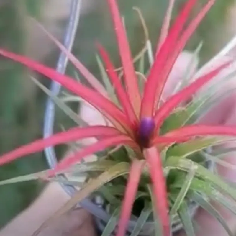 Bromelias