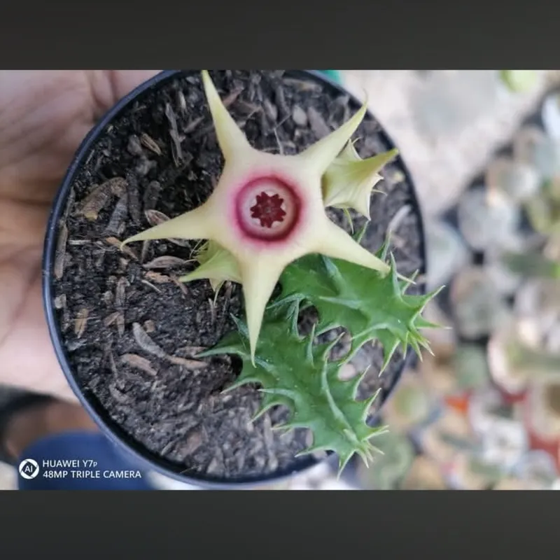 Huernia