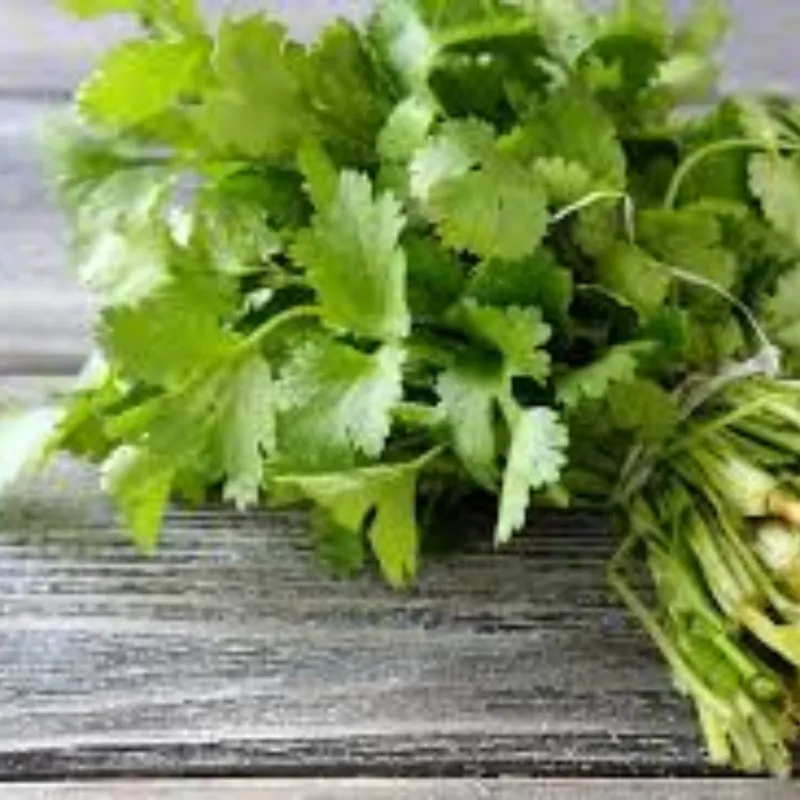 Cilantro 